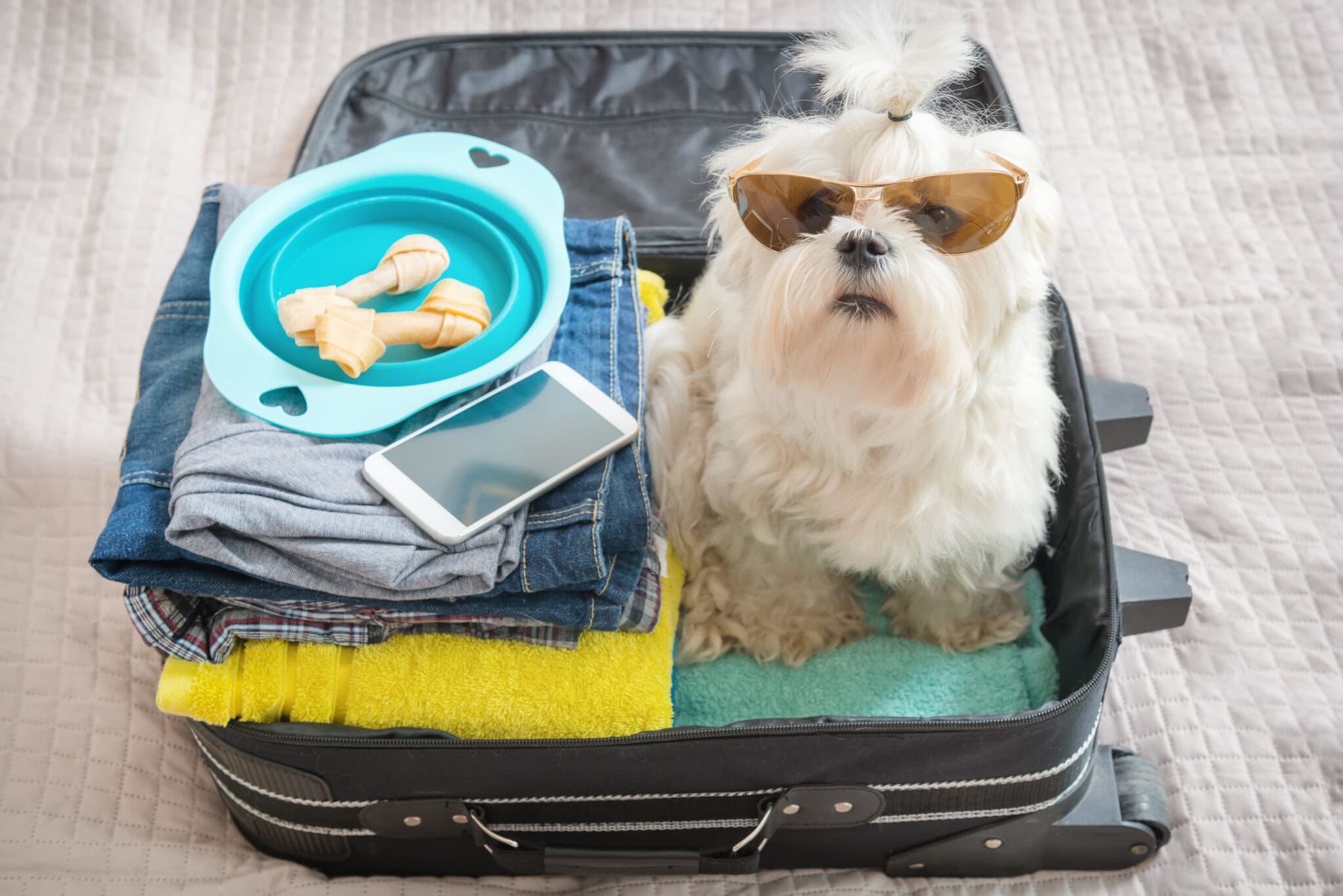 Dog Sitting In The Suitcase Dog Sitting In The Suitcase