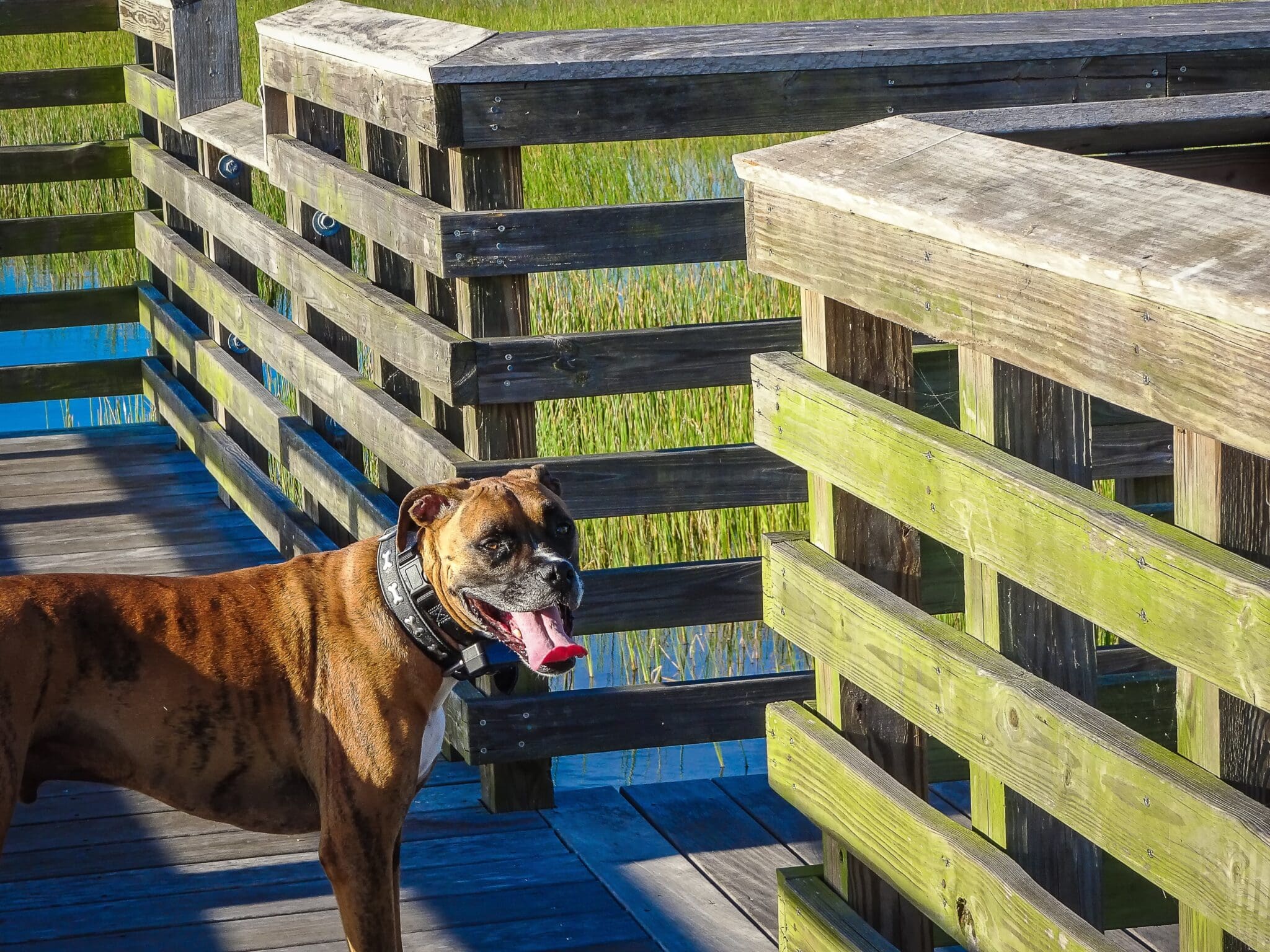 dog on trail dog on trail