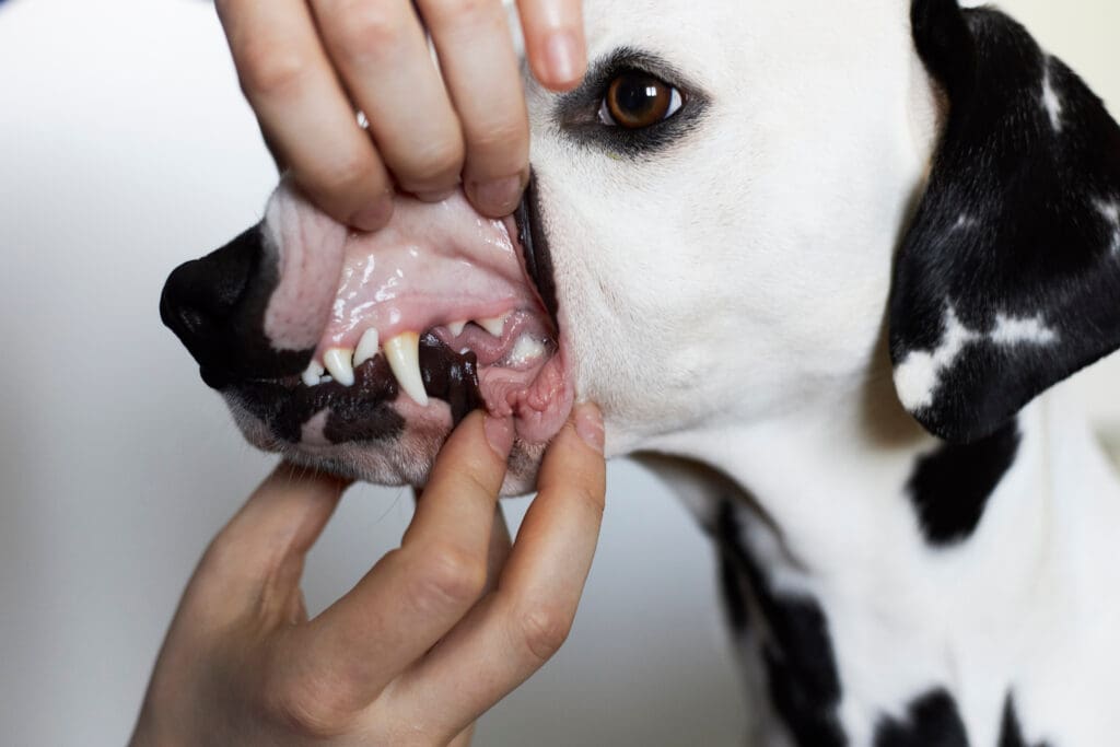 dog gums