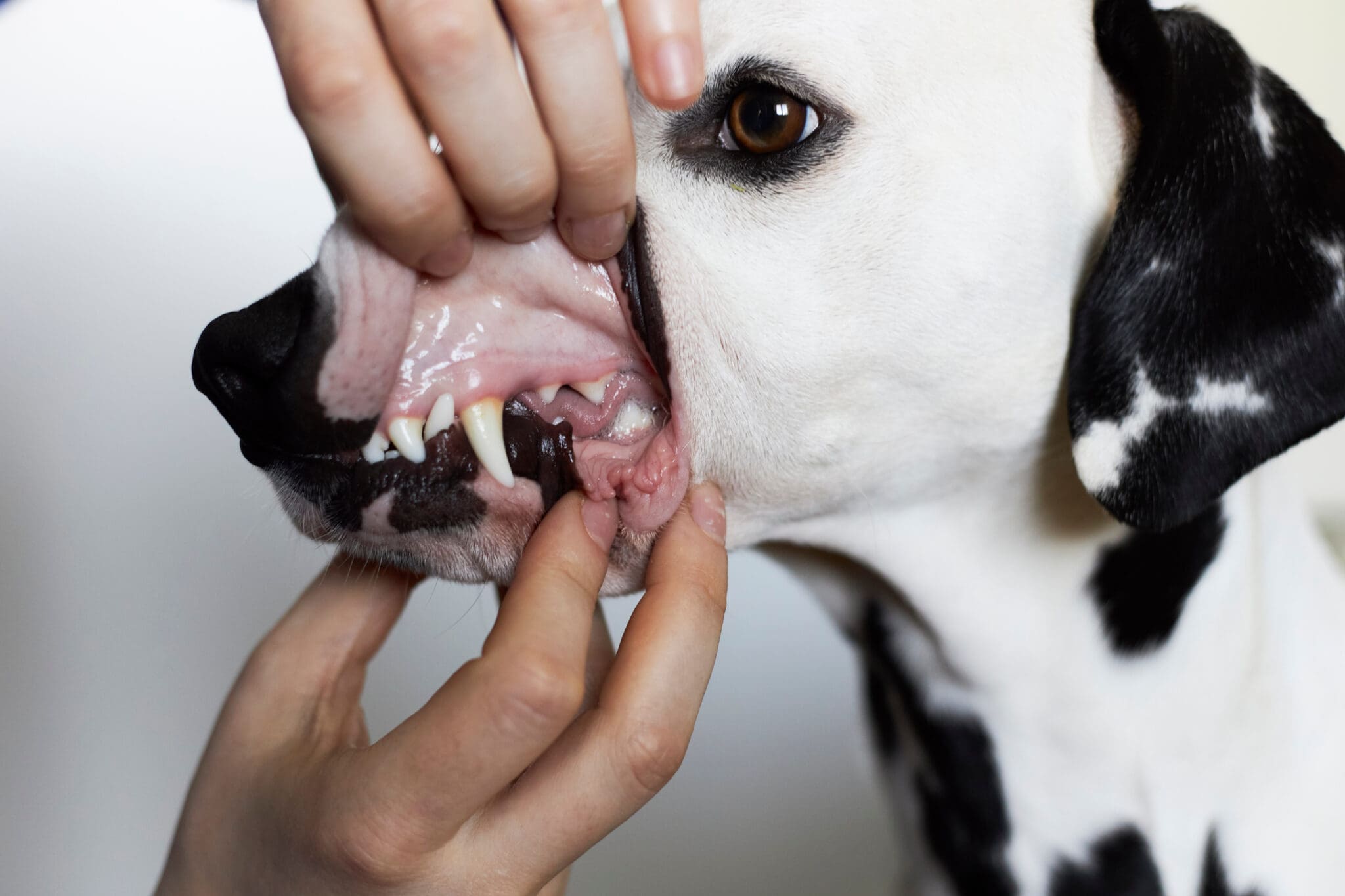 dog gums