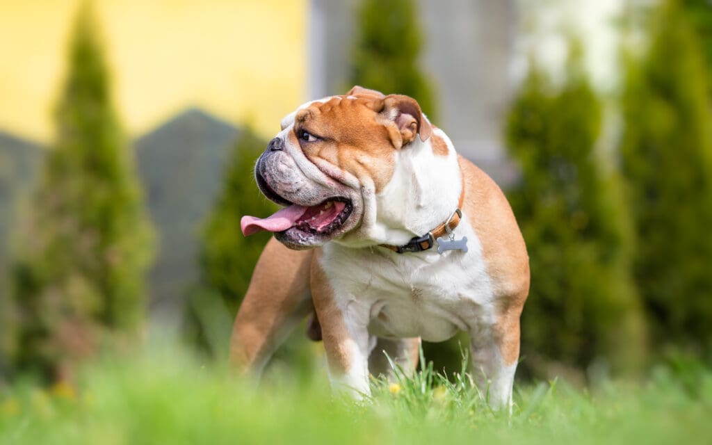 English Bulldog In The Backyard