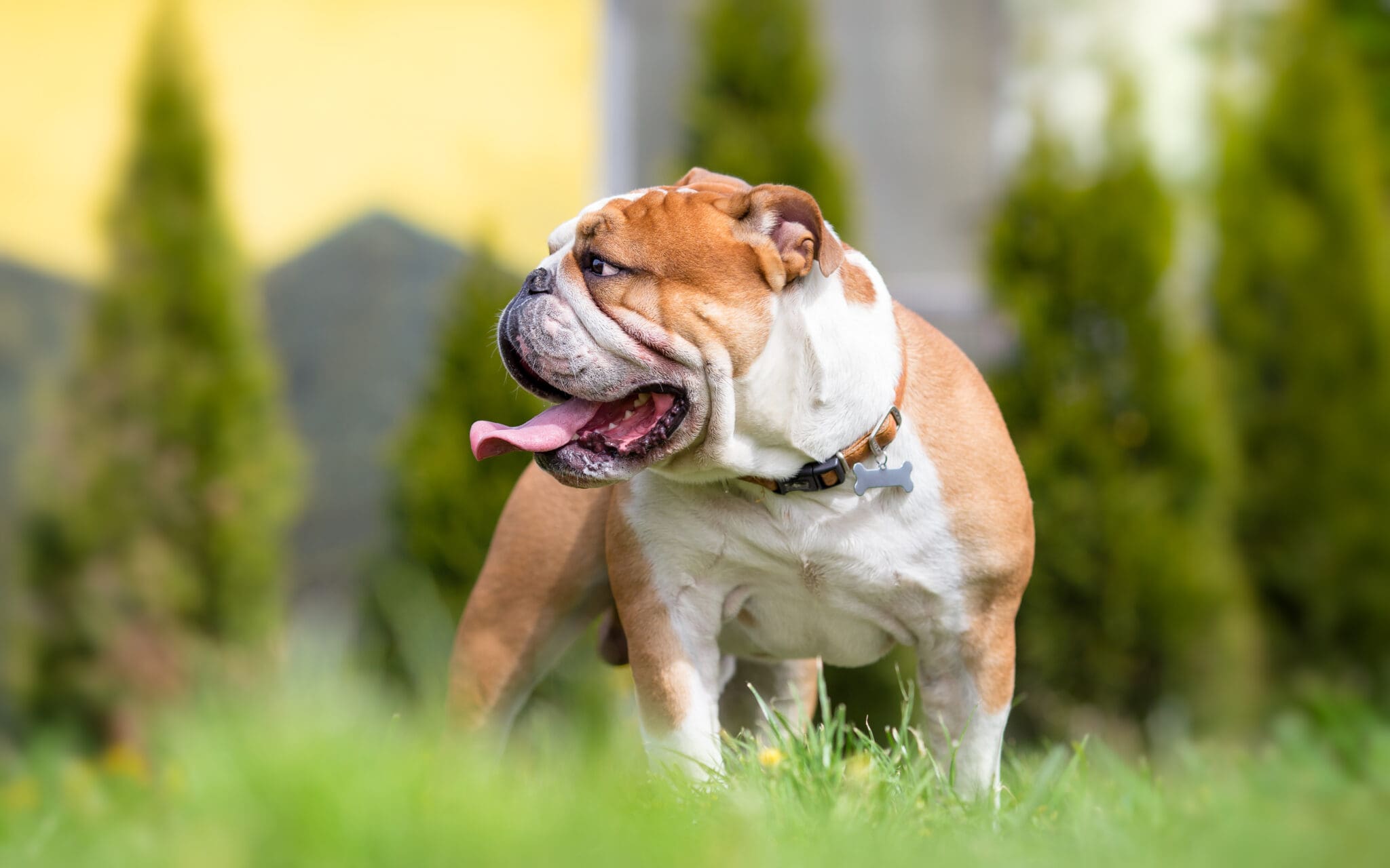English Bulldog In The Backyard