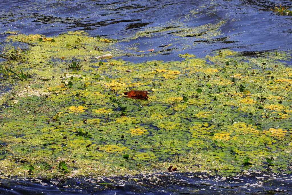 Blue Green Algae in Water