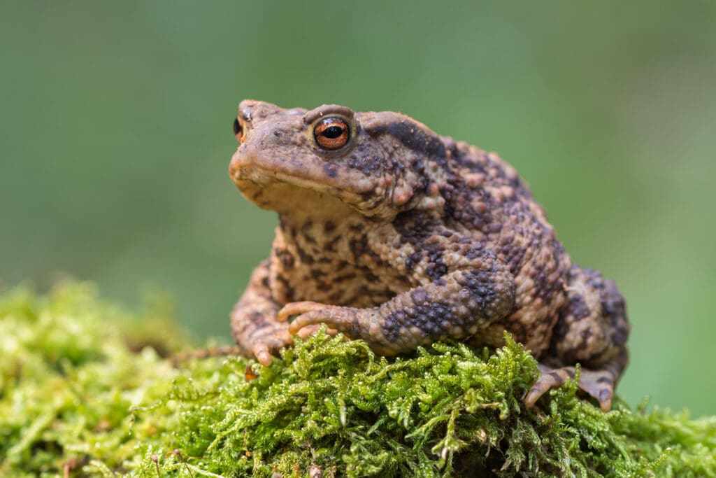 Bufo Cane Toad sitting on Moss covered Rock