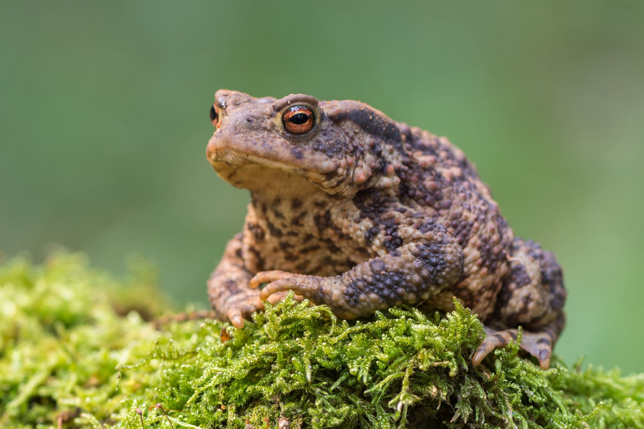 Bufo Cane Toad sitting on Moss covered Rock