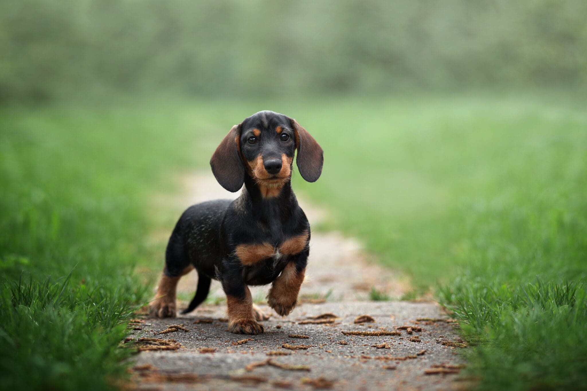Cute Dachshund Puppy Outdoors