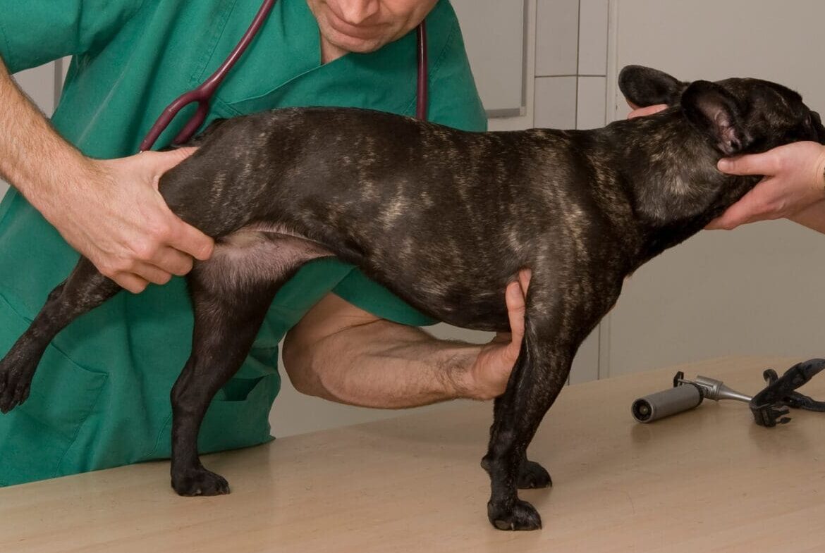 vet checking dog's hips