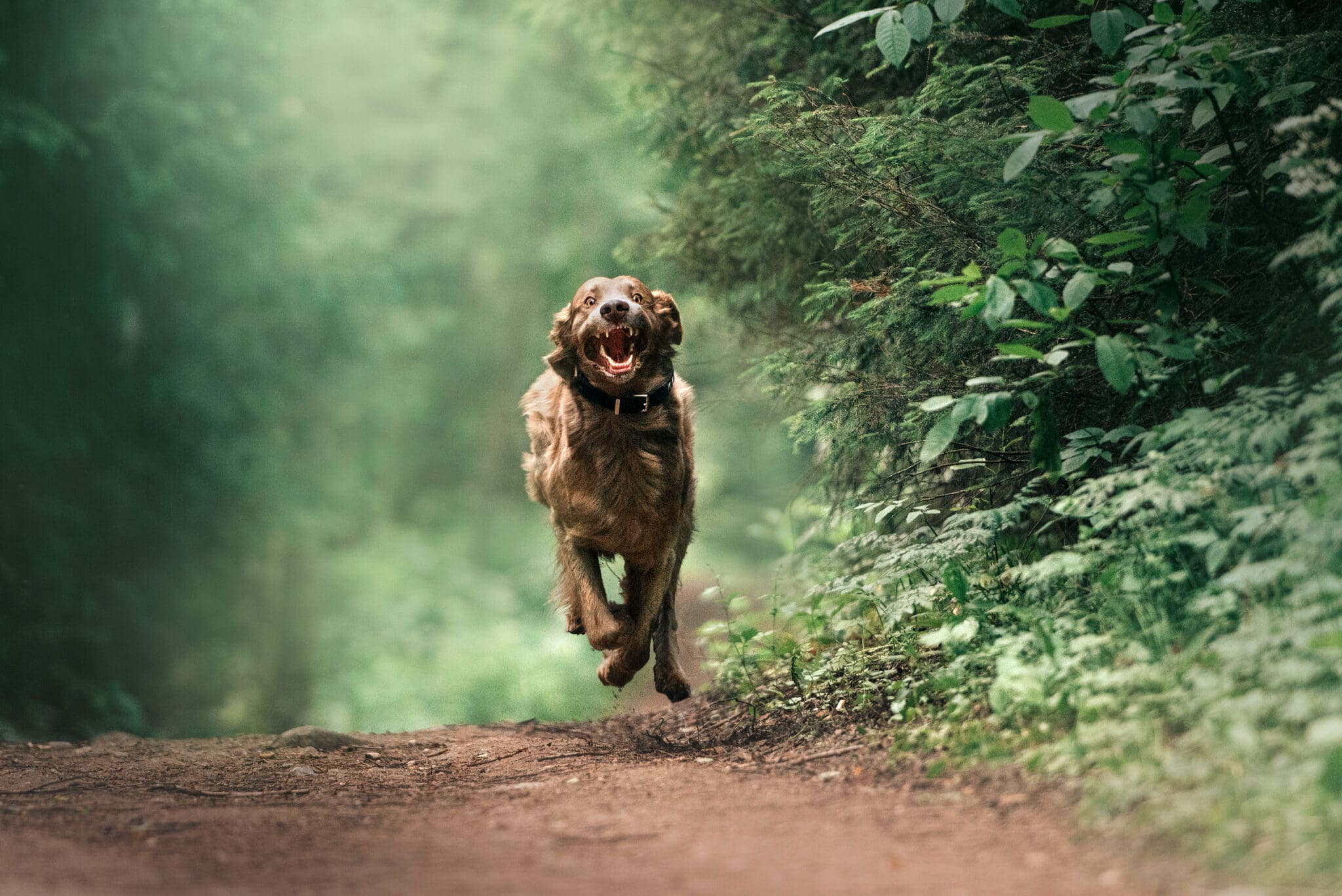 dog running in woods