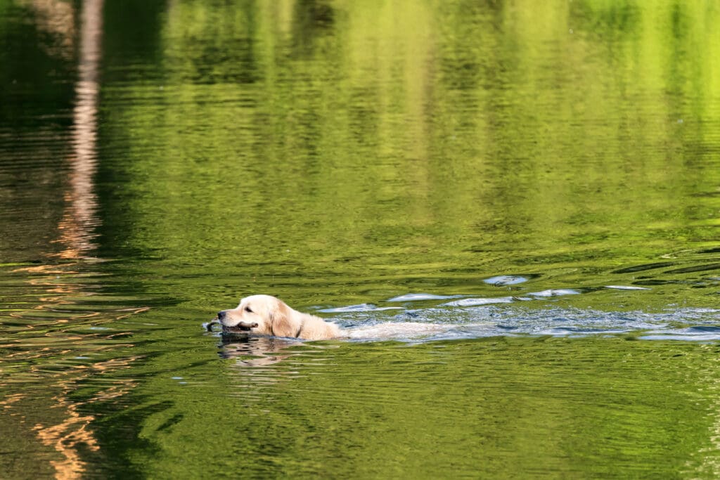 Labrador Retriever Swimming in Lake