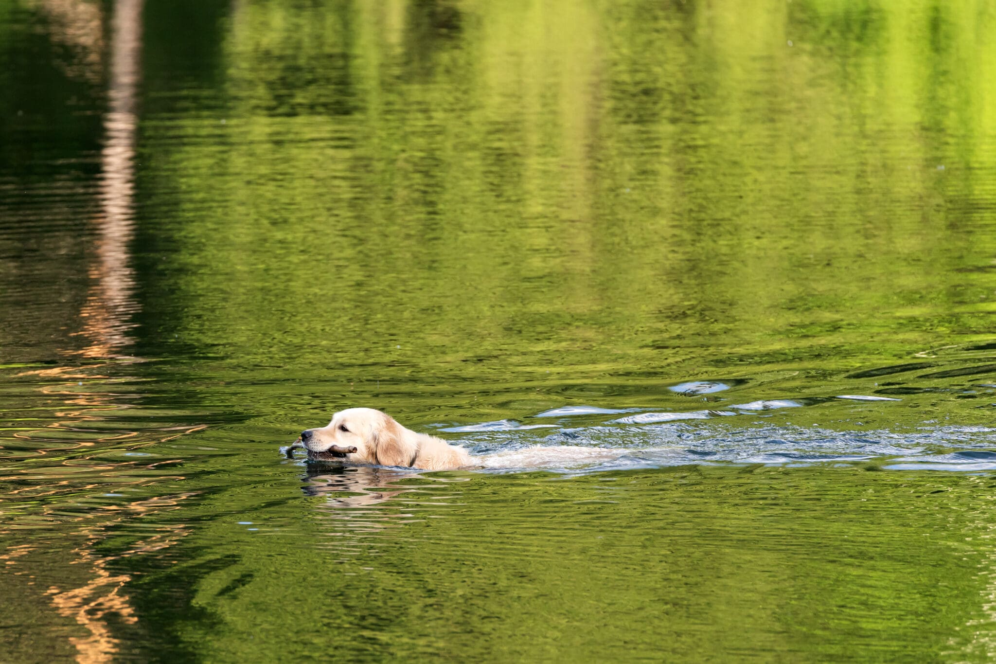 Labrador Retriever Swimming in Lake