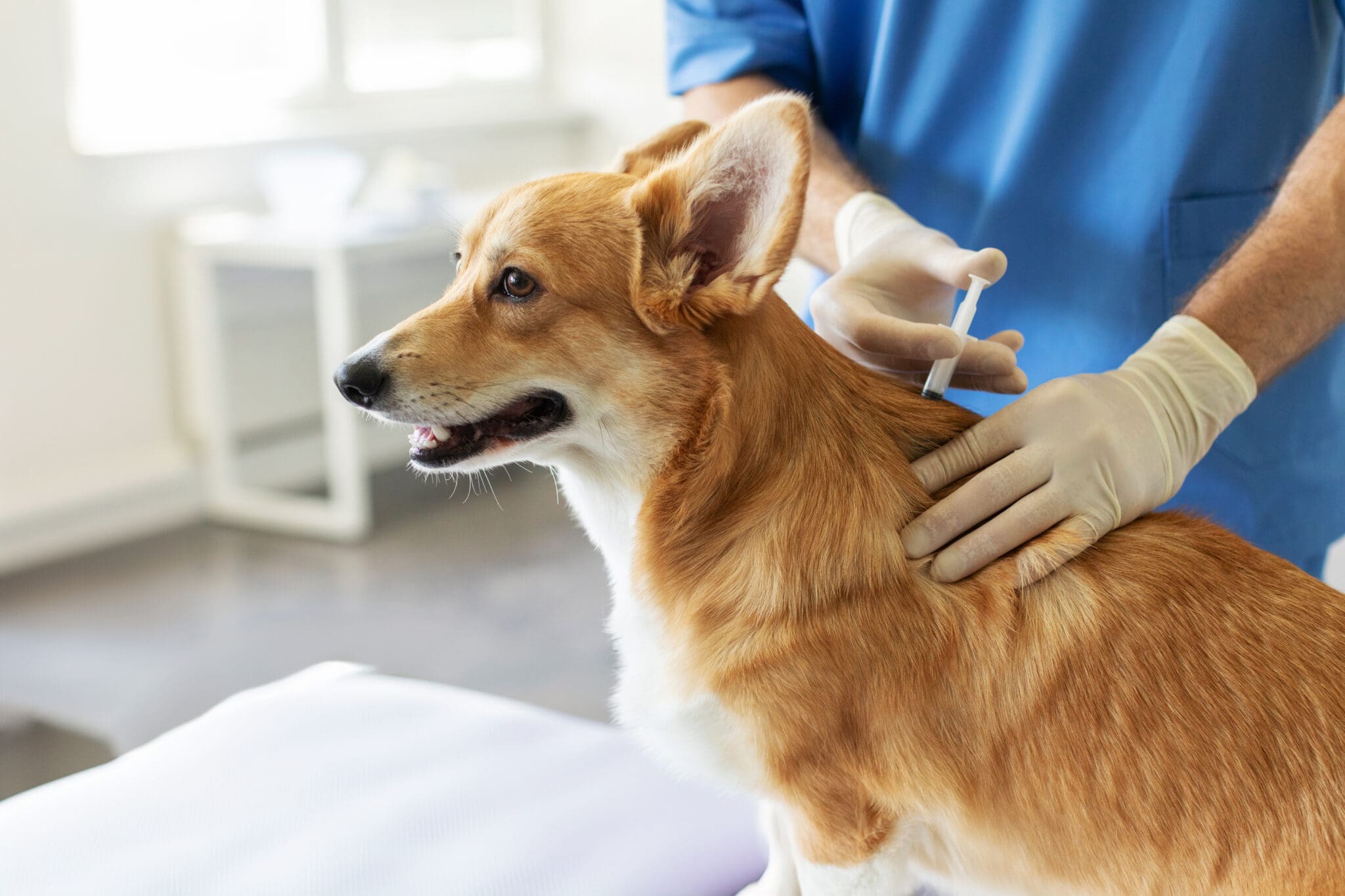 Pembroke Welsh Corgi Dog getting bloodwork done at vet
