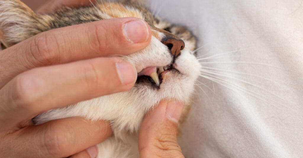 close up of owner checking cat's teeth