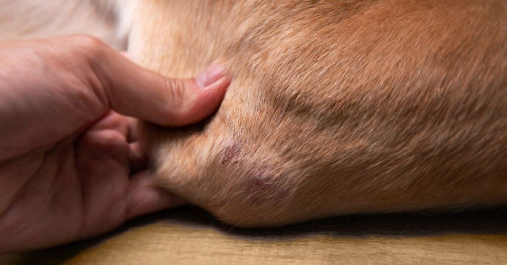 close up of a hot spot on a dog's elbow
