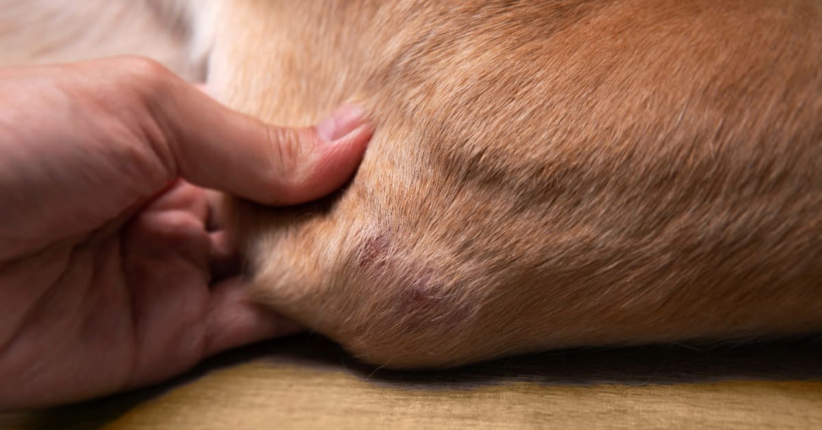 close up of a hot spot on a dog's elbow
