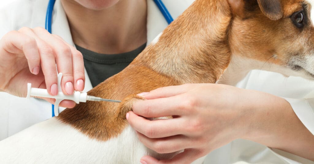 vet administering vaccine to small dog at clinic