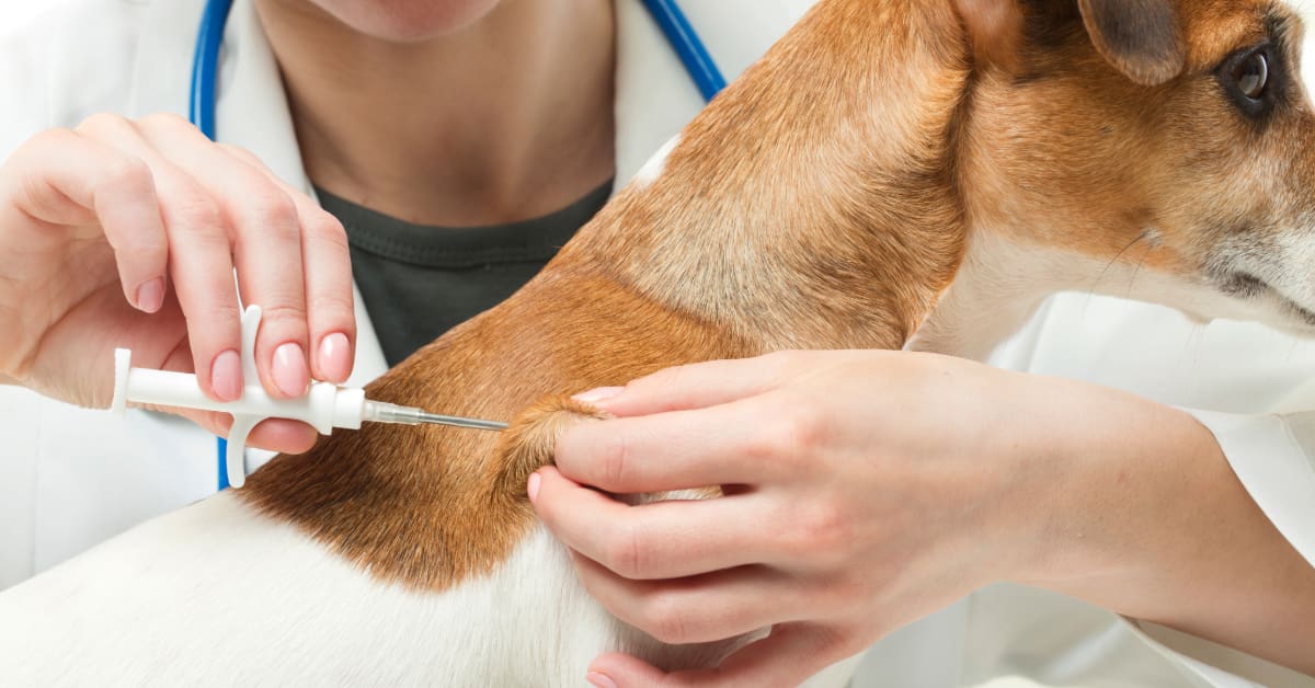 vet administering vaccine to small dog at clinic