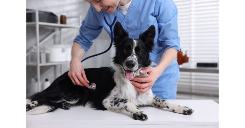 male vet listening to collie dog's heart at the vet