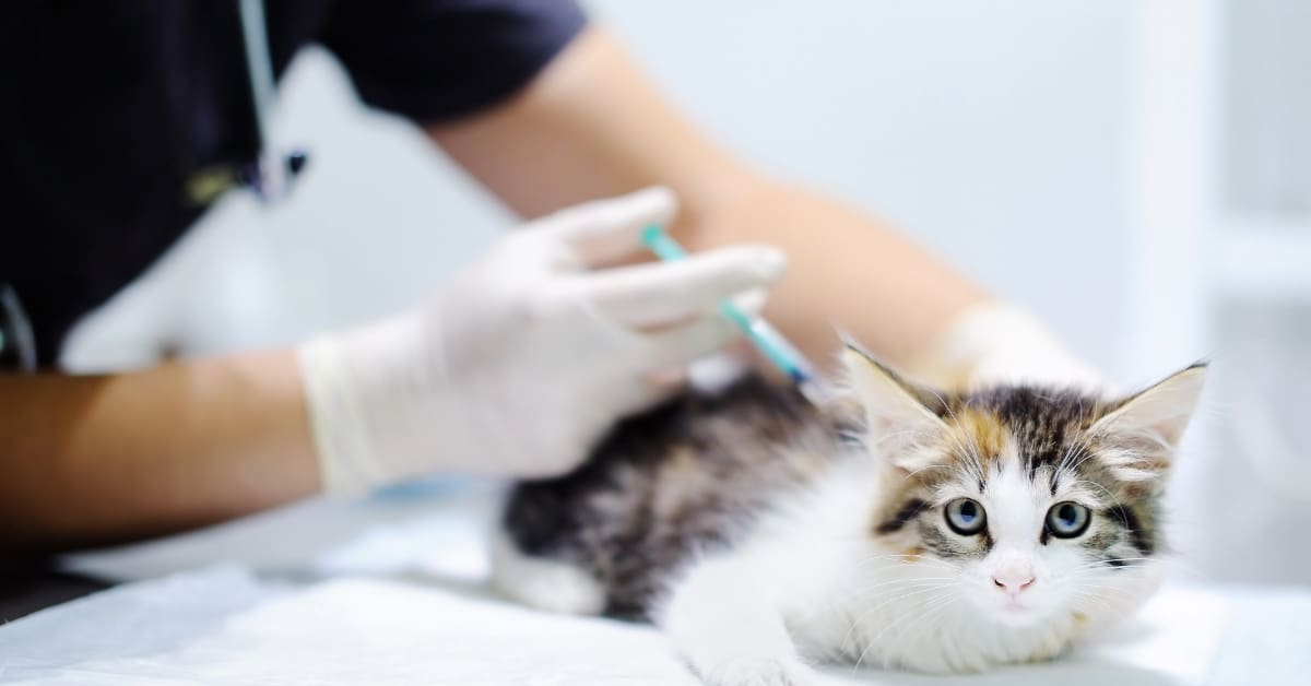 vet administering vaccine to kitten