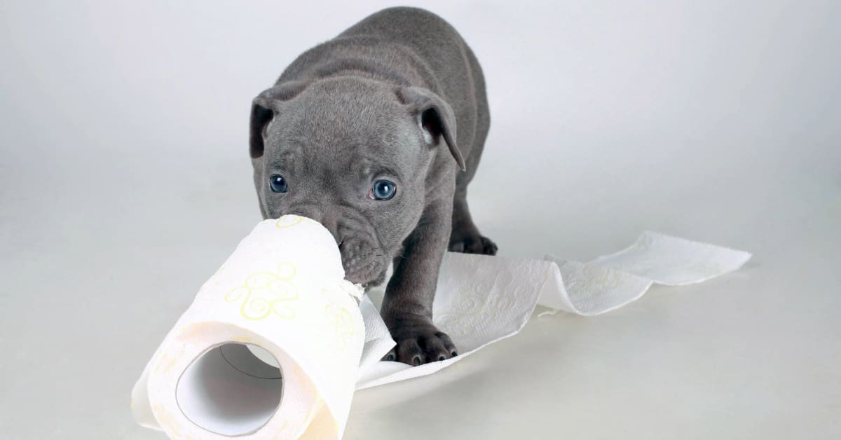 French bulldog puppy playing with a roll of toilet paper