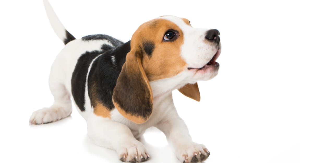 beagle puppy barking