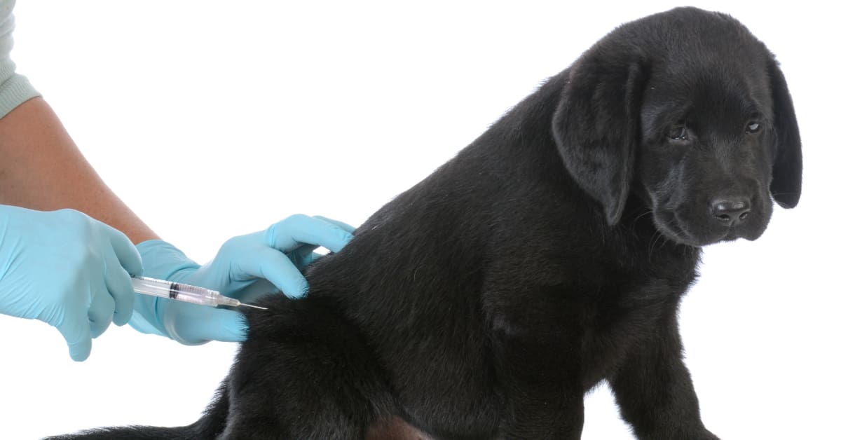 black lab puppy receiving puppy shots at the vet