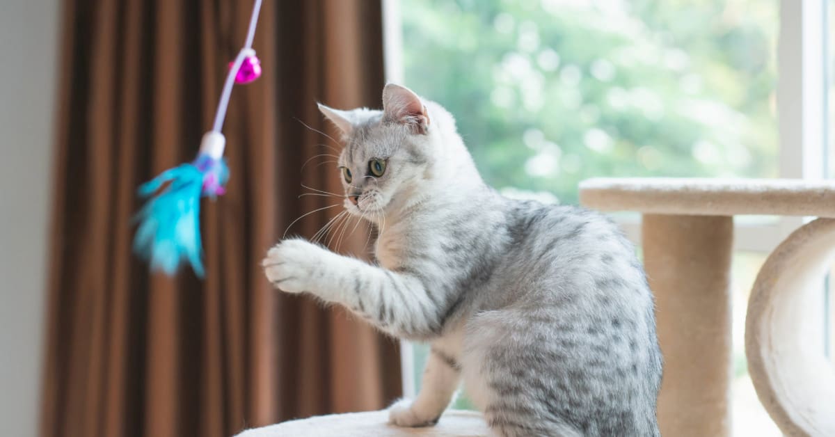 cat sitting on cat tree playing with a feather toy