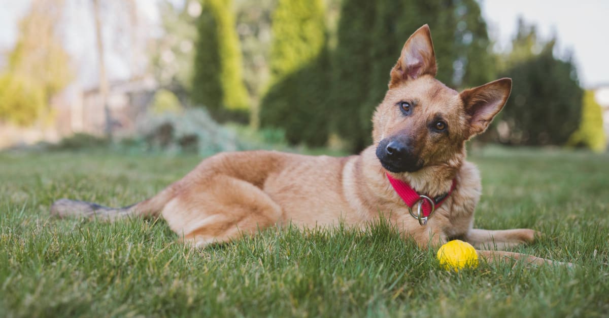 dog laying in the grass tilting its head at the camera